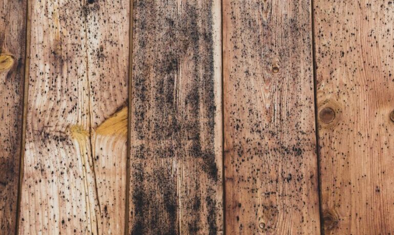 Here's a close-up view of mold growth on an old wood board. The black mold is accumulating heavily in the middle of the wood.