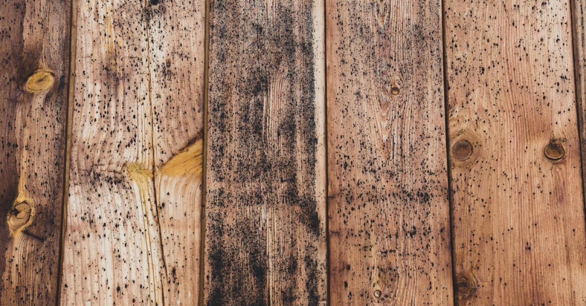 Here's a close-up view of mold growth on an old wood board. The black mold is accumulating heavily in the middle of the wood.